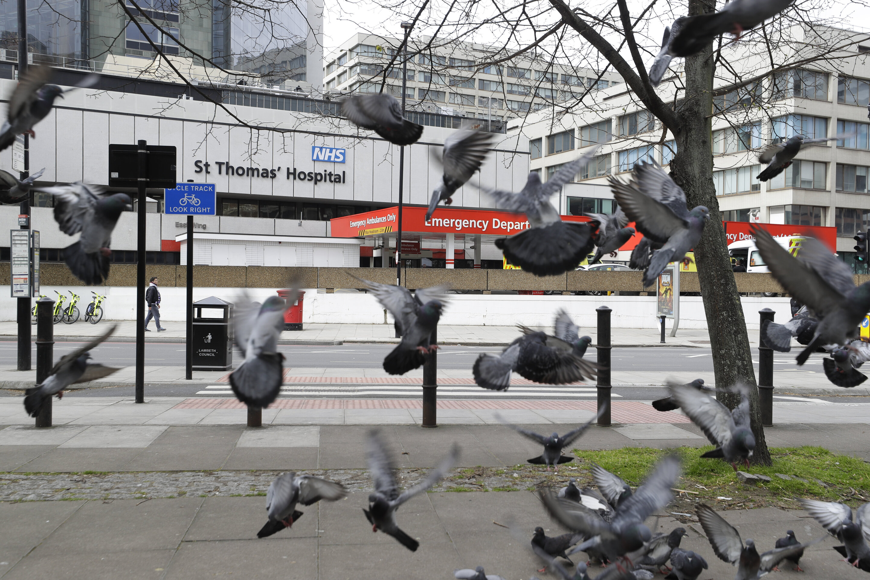 pigeons near hospital