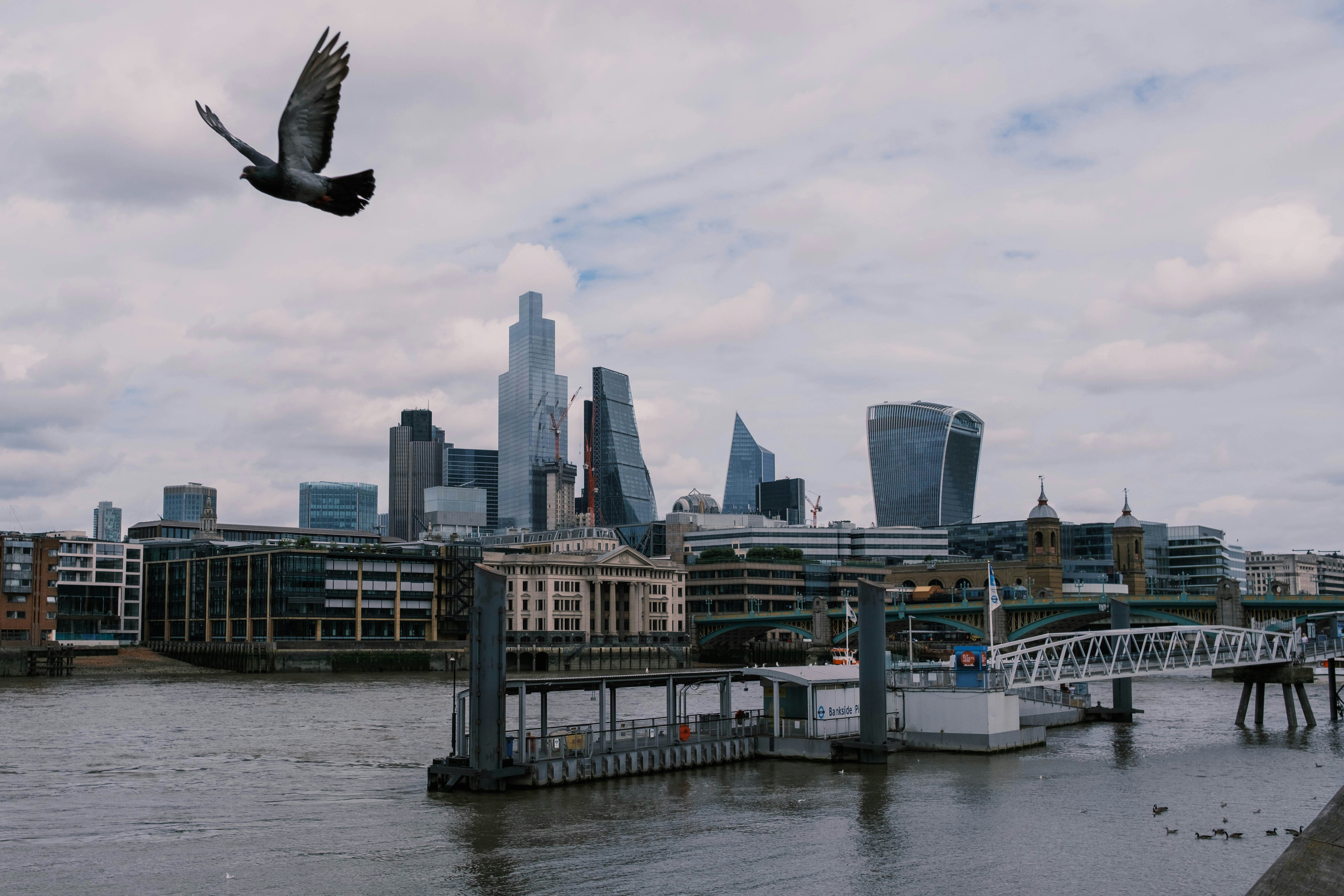 pigeon flying across london
