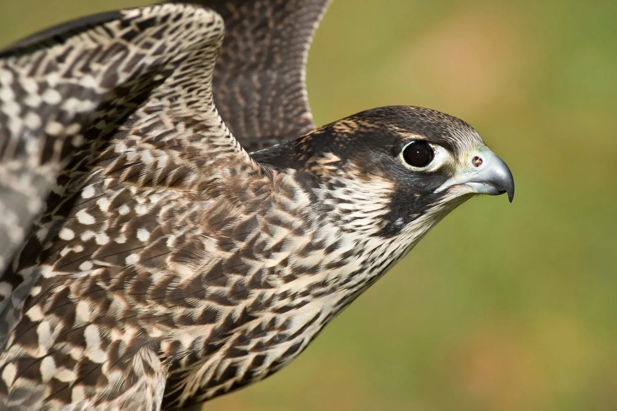 falcon