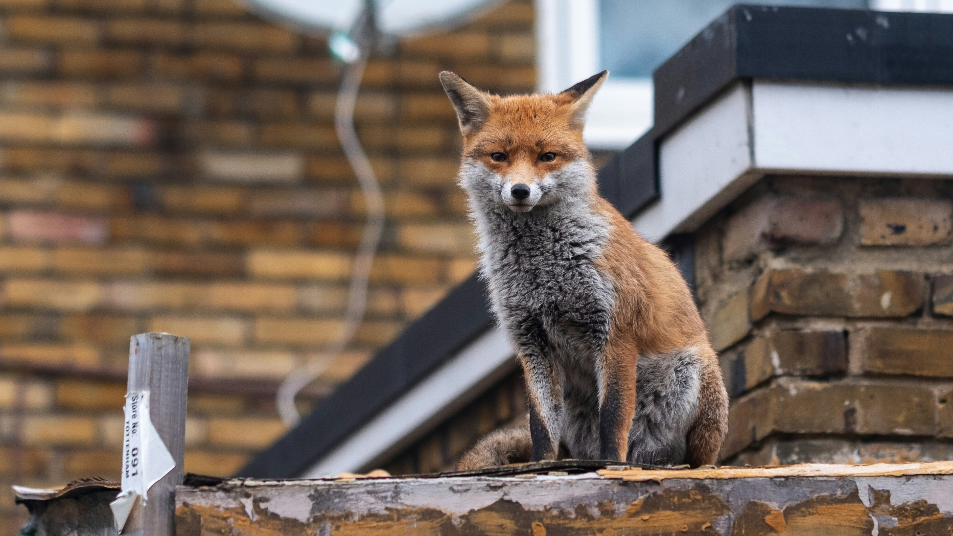 fox on residential building