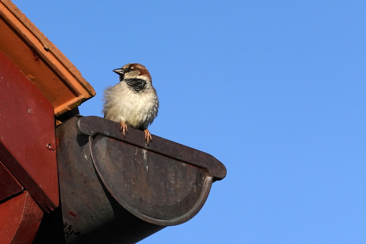 bird on gutter