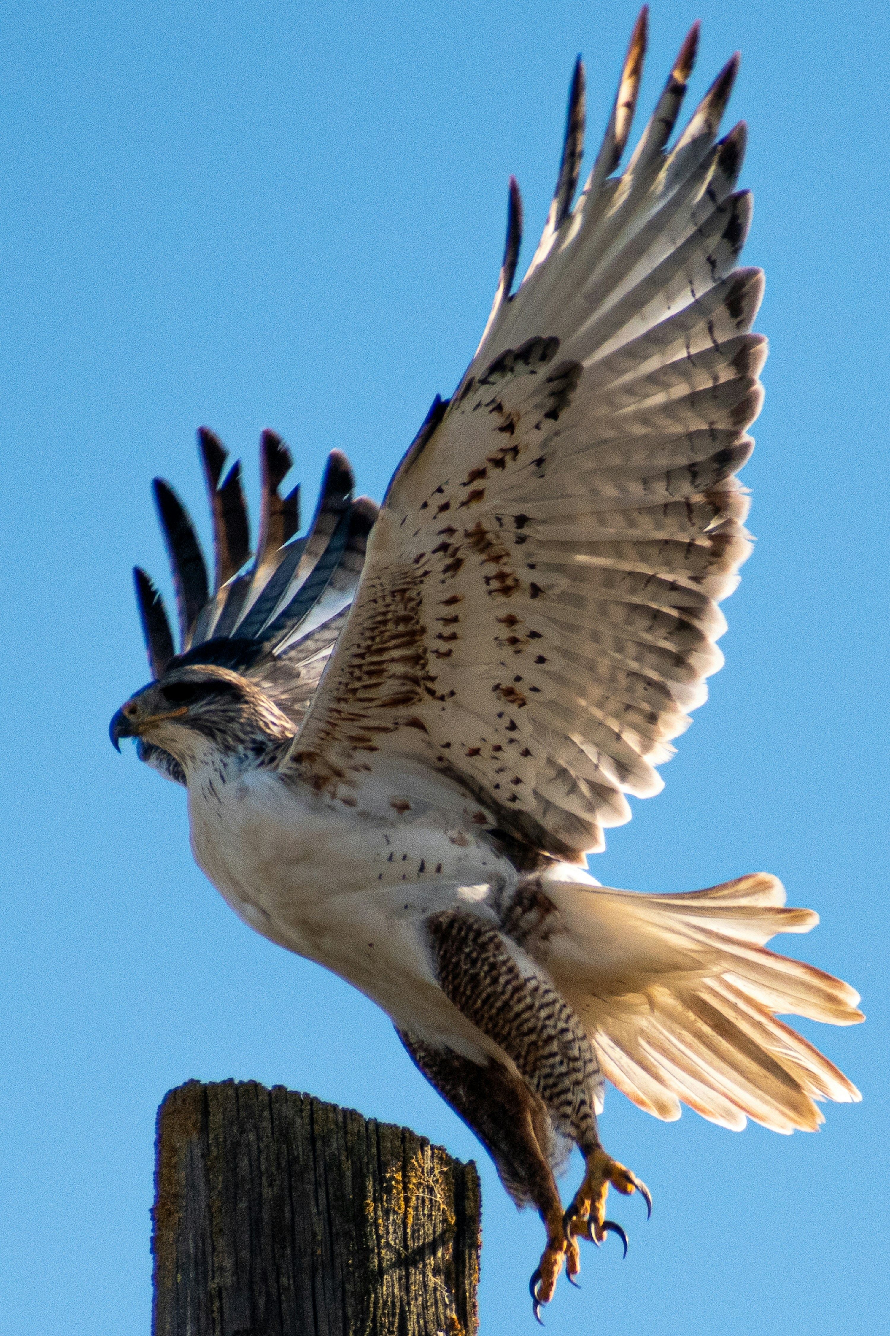 hawk flying