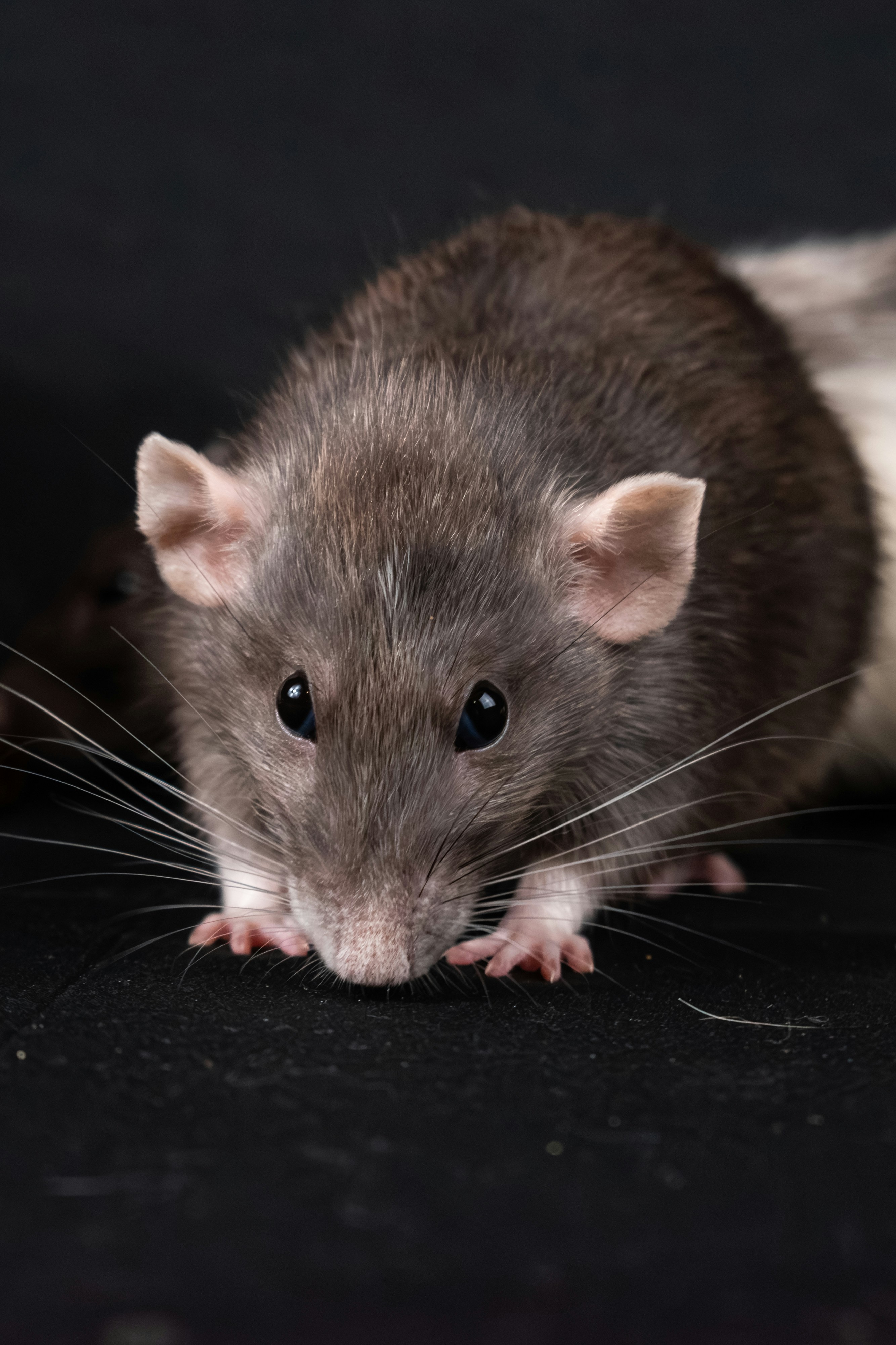 rat in house