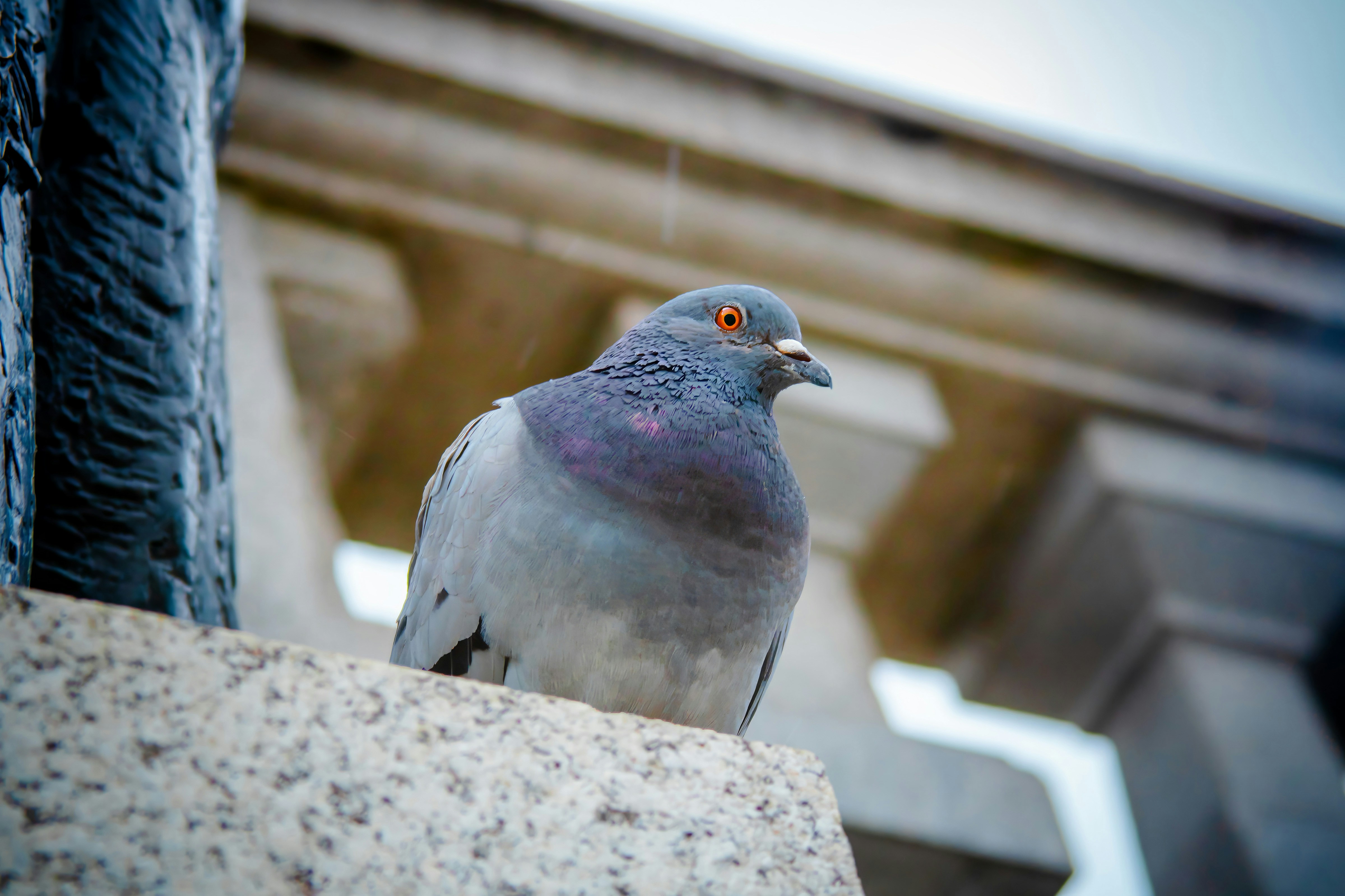 pigeon resting in london