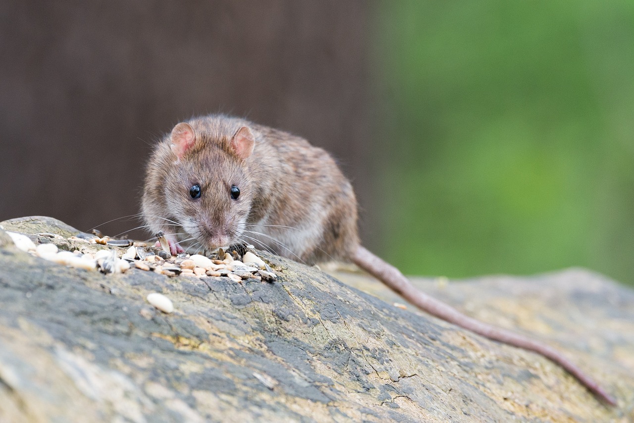rat eating grains
