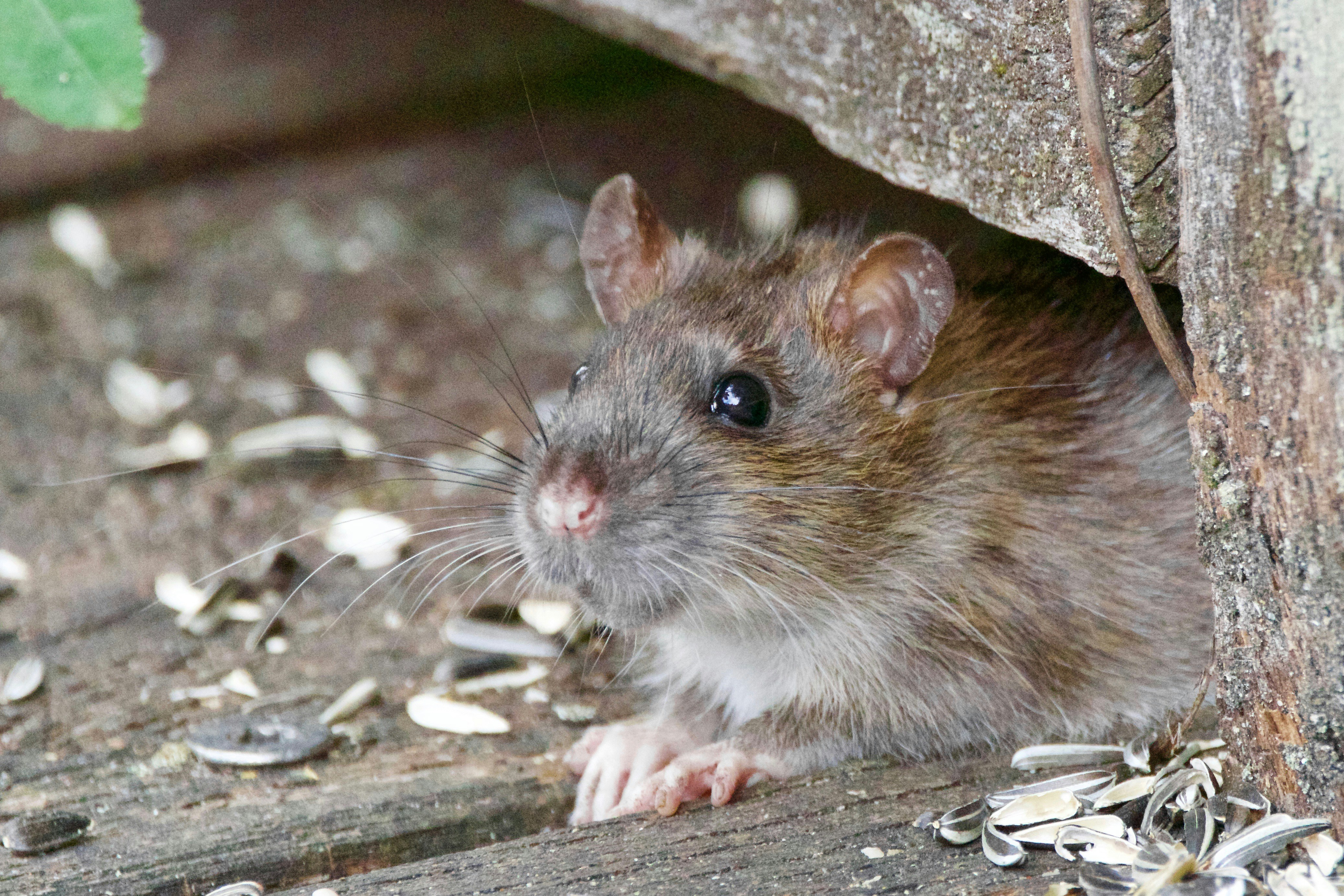 rodent