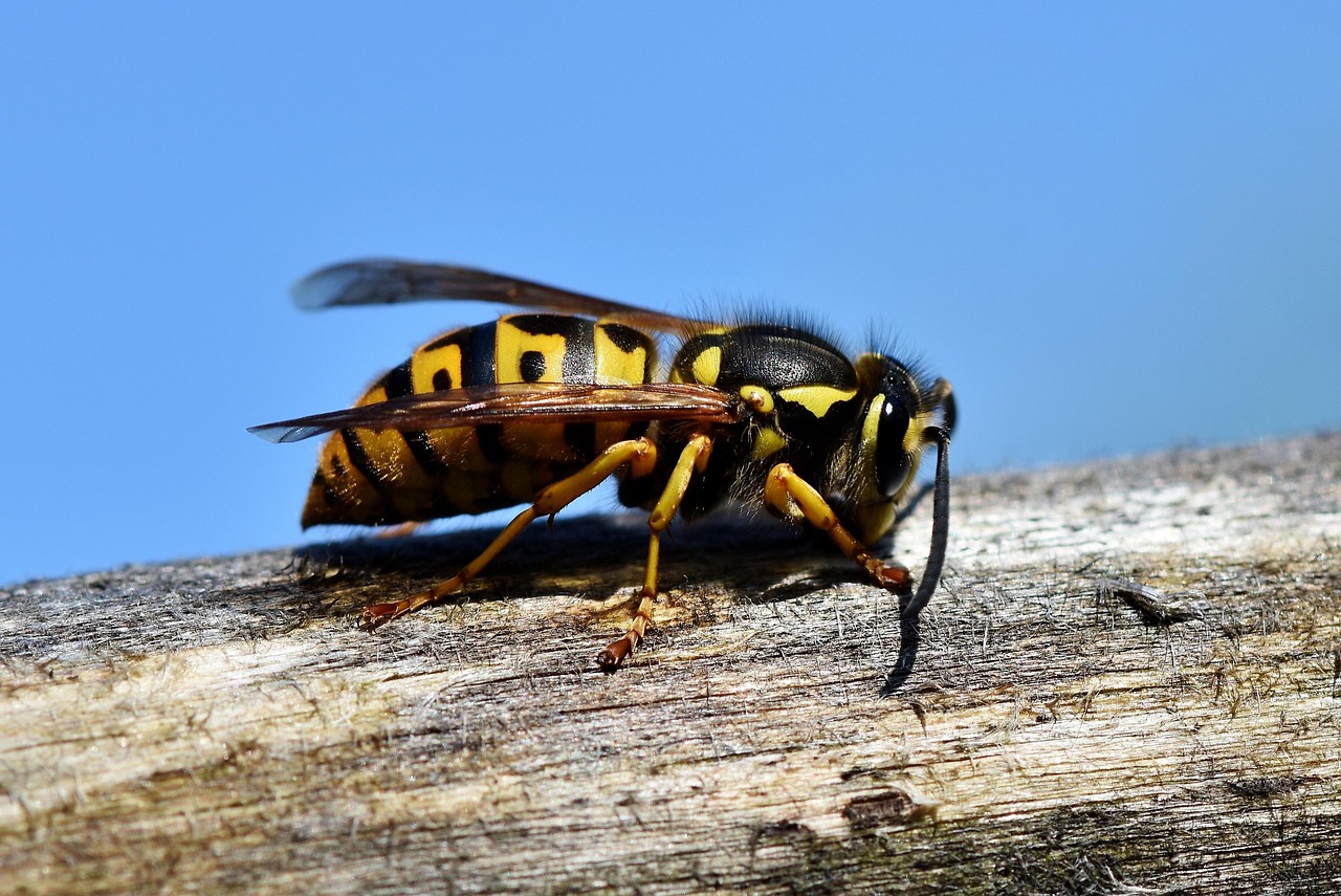 wasp on a branch